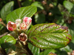 Cotoneaster sternianus