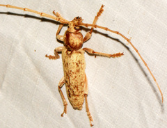 Enaphalodes rufulus
