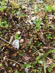 Polytrichum piliferum