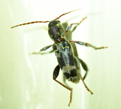 Xylotrechus colonus
