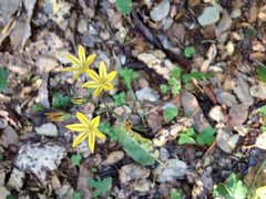 Triteleia ixioides ixioides