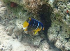 Holacanthus bermudensis