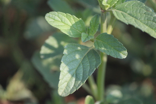Image of Salvia hirsuta by (c) José Belem Hernández Díaz, some rights reserved (CC BY)