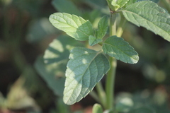 Salvia hirsuta