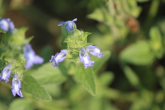 Salvia hirsuta