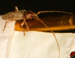 Enaphalodes rufulus
