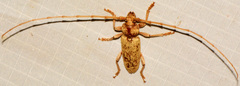 Enaphalodes rufulus