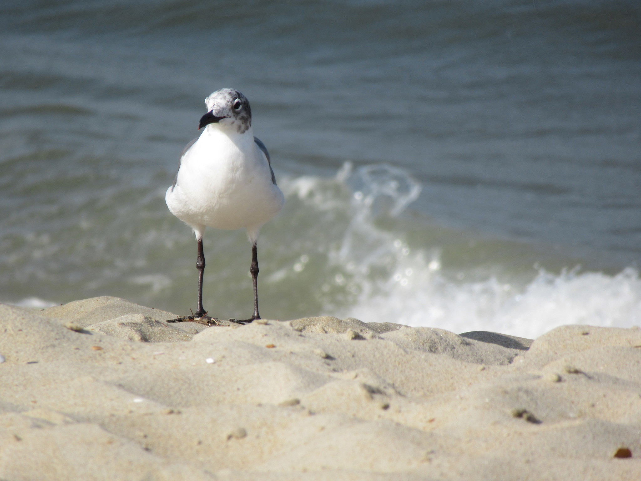 Laughing Gull