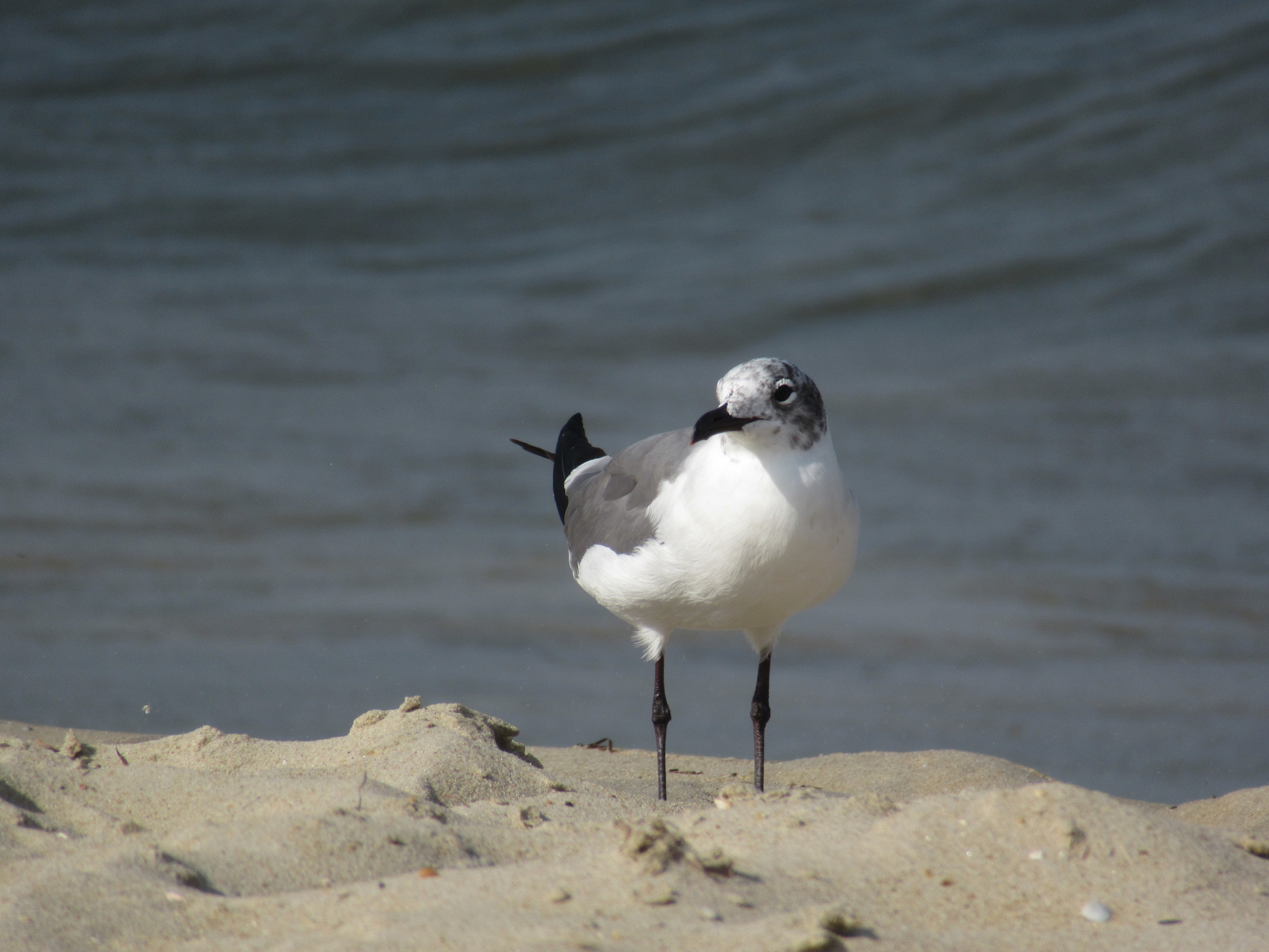 Laughing Gull