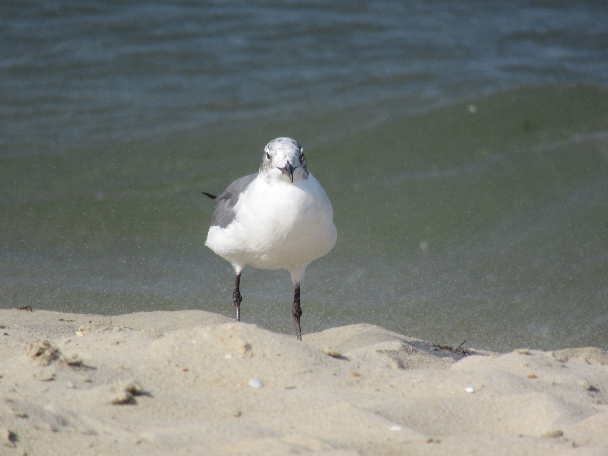 Laughing Gull