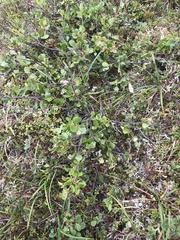 Betula glandulosa
