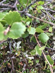 Betula glandulosa