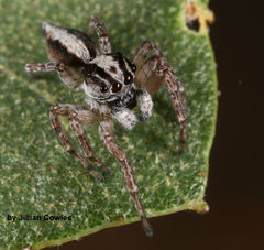 Chapoda