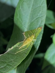 Cyrtoxipha columbiana