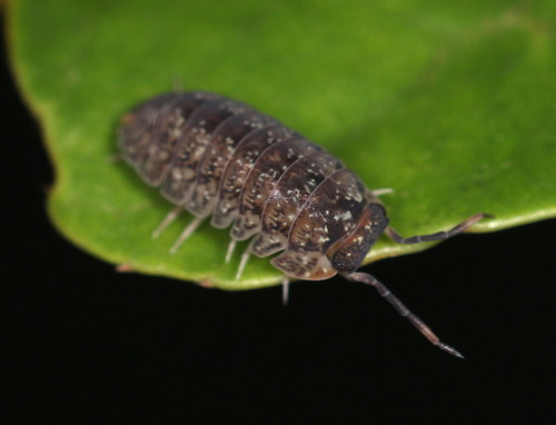 Dryadillo maculatus