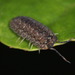 Dryad Pill Woodlice - Photo (c) portioid, some rights reserved (CC BY-SA), uploaded by portioid