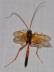 Opheltes glaucopterus barberi