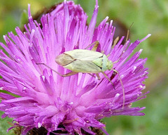 Closterotomus norwegicus