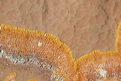 Xanthomendoza trachyphylla