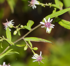 Eurybia surculosa