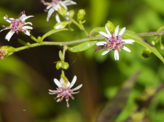 Eurybia surculosa