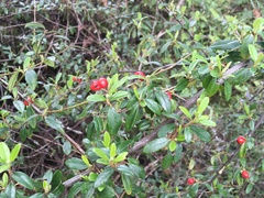 Cotoneaster × suecicus