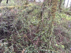 Cotoneaster × suecicus