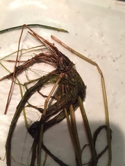 Eleocharis robbinsii