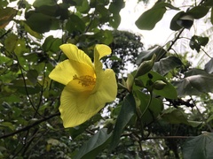 Hibiscus tiliaceus pernambucensis
