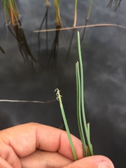 Eleocharis robbinsii