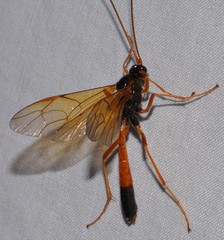 Opheltes glaucopterus barberi