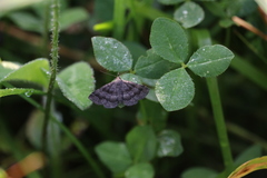 Phalaenostola larentioides