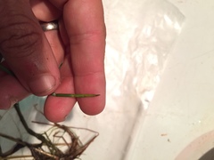 Eleocharis robbinsii