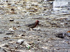 Haemorhous mexicanus