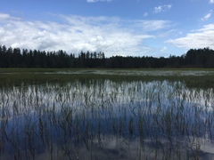 Eleocharis robbinsii