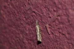 Crambus praefectellus