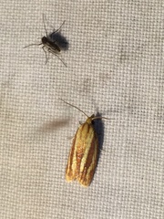 Sparganothis tristriata