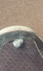 Dasymutilla gloriosa