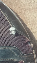 Dasymutilla gloriosa