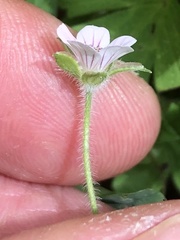 Geranium sibiricum