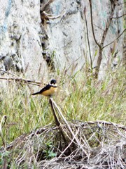 Sporophila torqueola