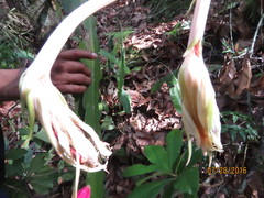 Epiphyllum hookeri