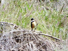 Sporophila torqueola