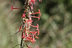 Ipomopsis aggregata collina