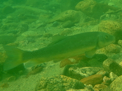 Catostomus macrocheilus