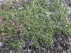 Dryas ajanensis
