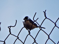Sporophila torqueola