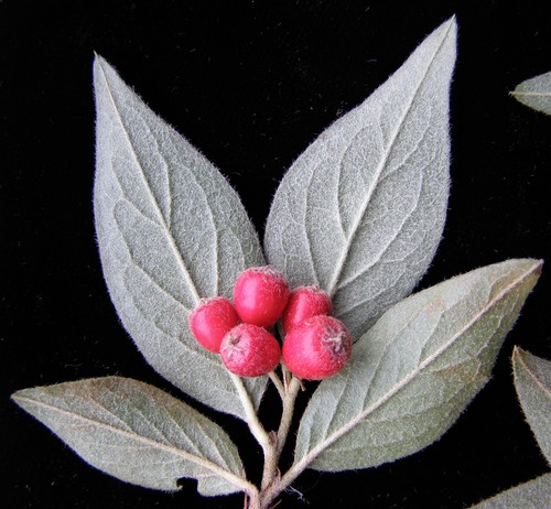 Tengyueh Cotoneaster (Cotoneaster tengyuehensis)