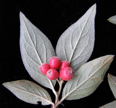 Cotoneaster tengyuehensis