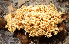Artomyces pyxidatus